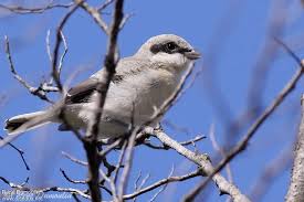 Image result for Lanius minor