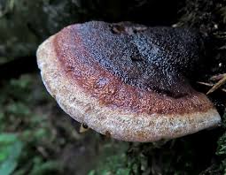 Attēlu rezultāti vaicājumam “Anomoporia bombycina”