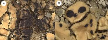Attēlu rezultāti vaicājumam “Lichenoconium xanthoriae”