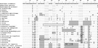 Attēlu rezultāti vaicājumam “Lophozia laxa”