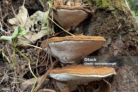 Attēlu rezultāti vaicājumam “Ganoderma applanatum”