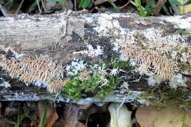 Attēlu rezultāti vaicājumam “Hydnocristella himantia”