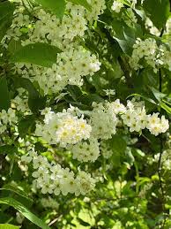 Attēlu rezultāti vaicājumam “Prunus padus var. roseiflora flower”