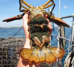 Image result for Homarus americanus