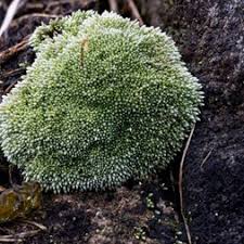 Attēlu rezultāti vaicājumam “Bryum”