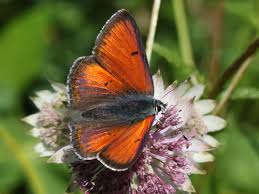 Attēlu rezultāti vaicājumam “Lycaena hippothoe underside”