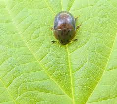 Attēlu rezultāti vaicājumam “Cychramus variegatus”