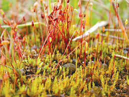 Attēlu rezultāti vaicājumam “Bryoerythrophyllum recurvirostrum sporophyte”