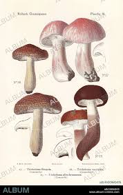 Attēlu rezultāti vaicājumam “Tricholoma album”