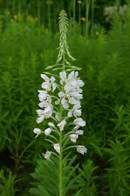 Image result for Weidenröschen