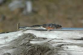 Image result for Myoxocephalus quadricornis