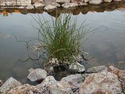 Attēlu rezultāti vaicājumam “Juncus filiformis”