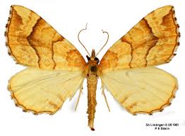 Attēlu rezultāti vaicājumam “Eulithis mellinata”