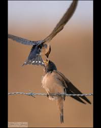 Attēlu rezultāti vaicājumam “Hirundo rustica adult”