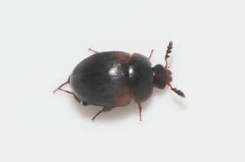 Attēlu rezultāti vaicājumam “Anisotoma humeralis”