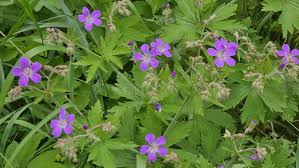 Attēlu rezultāti vaicājumam “Geranium sylvaticum leaf”
