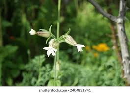Attēlu rezultāti vaicājumam “Silene latifolia subsp. alba flower”