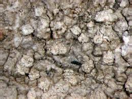 Attēlu rezultāti vaicājumam “Arthonia byssacea”