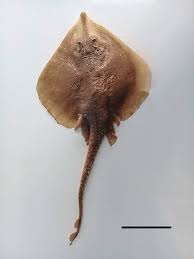 Image result for Leucoraja