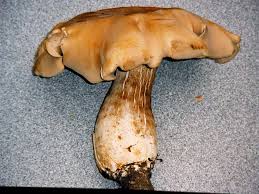 Image result for macrocybe titans