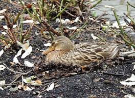 Attēlu rezultāti vaicājumam “Anas platyrhynchos eggs”