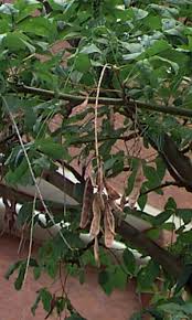 Attēlu rezultāti vaicājumam “Laburnum alpinum fruit”