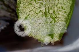 Attēlu rezultāti vaicājumam “Conocephalum”