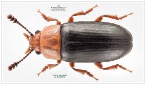 Attēlu rezultāti vaicājumam “Triplax aenea”