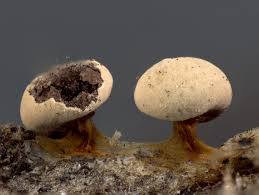 Attēlu rezultāti vaicājumam “Diderma montanum macro”