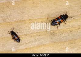 Attēlu rezultāti vaicājumam “Glischrochilus quadripunctatus”