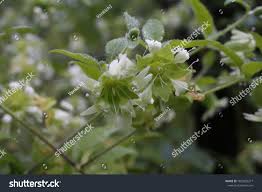 Attēlu rezultāti vaicājumam “Silene baccifera”