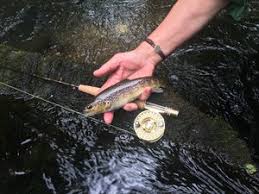 Image result for Dulverton Angling Association