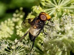 Attēlu rezultāti vaicājumam “Volucella pellucens”