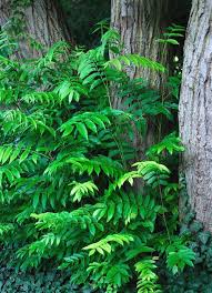Attēlu rezultāti vaicājumam “Pterocarya fraxinifolia male flower”