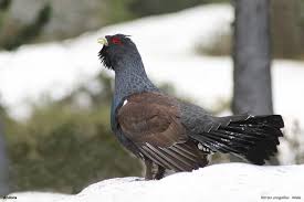 Attēlu rezultāti vaicājumam “Tetrao urogallus male”