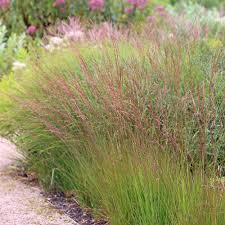 Attēlu rezultāti vaicājumam “Molinia caerulea fruit”