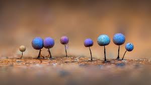 Attēlu rezultāti vaicājumam “Lamproderma debile macro”