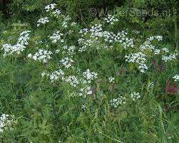 Attēlu rezultāti vaicājumam “Anthriscus sylvestris leaf”