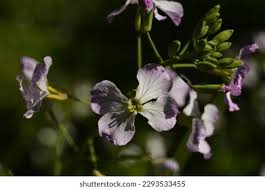 Attēlu rezultāti vaicājumam “Raphanus sativus flower”