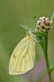 Attēlu rezultāti vaicājumam “Pieris napi underside”
