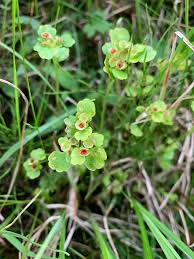 Attēlu rezultāti vaicājumam “Chrysosplenium alternifolium fruit”