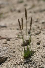 Attēlu rezultāti vaicājumam “Epirhoe tristata”