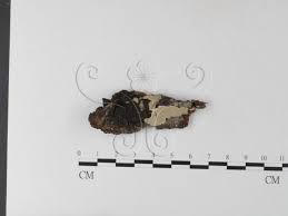 Attēlu rezultāti vaicājumam “Perenniporia medulla-panis”