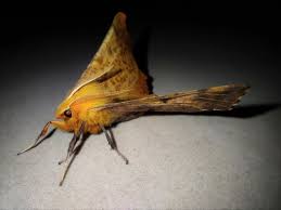 Attēlu rezultāti vaicājumam “Ennomos autumnaria male”