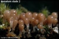 Attēlu rezultāti vaicājumam “Trichia botrytis var. cerifera spores”