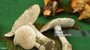 Attēlu rezultāti vaicājumam “Amanita strobiliformis”