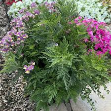 Image result for Artemisia gmelinii