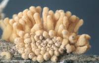 Attēlu rezultāti vaicājumam “Heterotrichia obvelata (syn. Arcyria obvelata)”