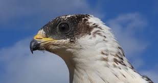 Attēlu rezultāti vaicājumam “Pernis apivorus adult”