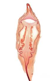 Attēlu rezultāti vaicājumam “Polytrichum formosum”